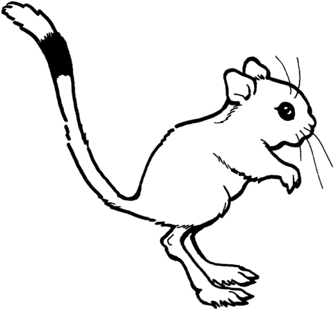 Cute Kangaroo Rat Coloring Page